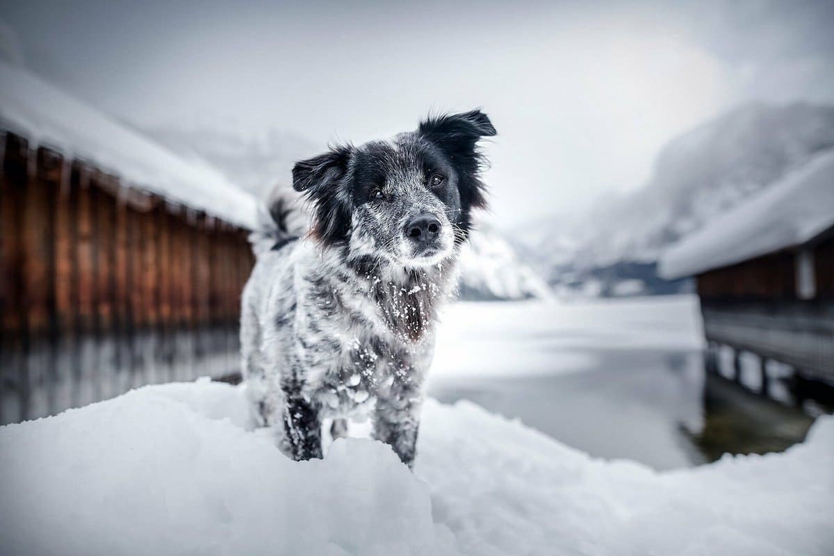 Фотографка патува со своите кучиња откако ги спаси од улиците на Романија 