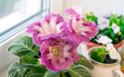 Глоксинија - цвет што ќе ве воодушеви на најубавиот можен начин