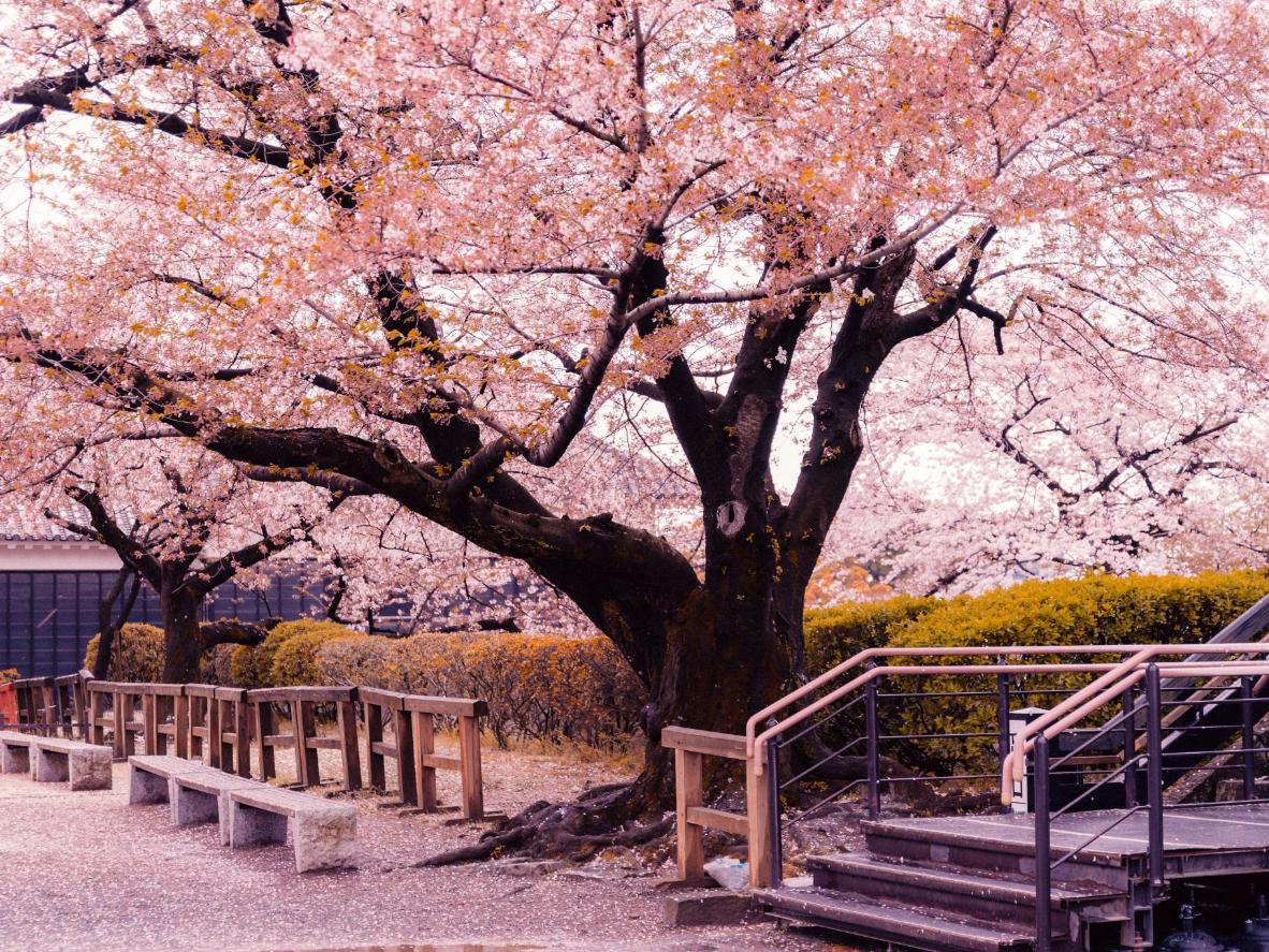 Прекрасни фотографии од расцветани дрвја
