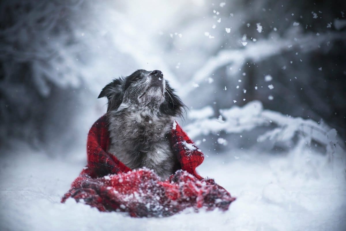 Фотографка патува со своите кучиња откако ги спаси од улиците на Романија 