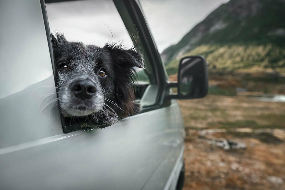 Фотографка патува со своите кучиња откако ги спаси од улиците на Романија 