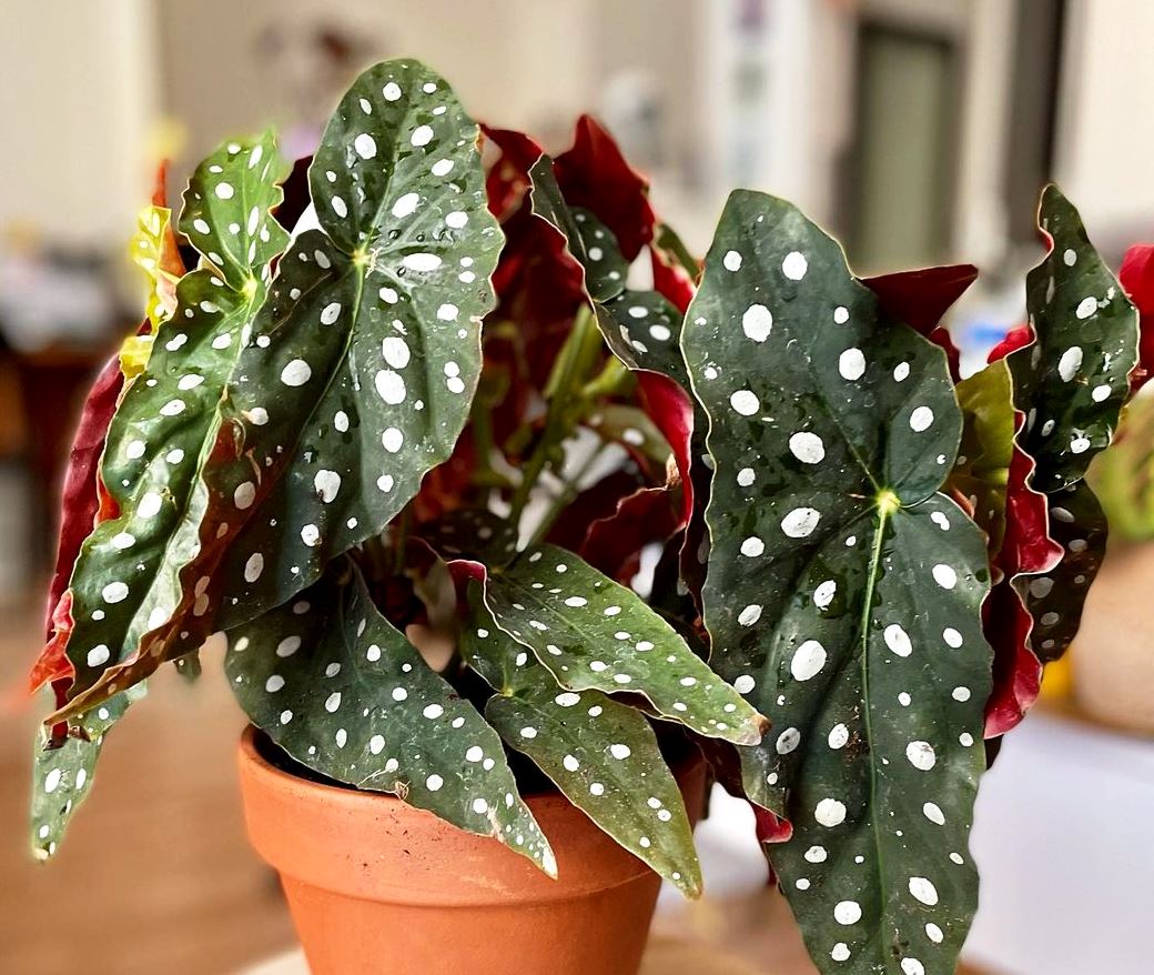 Вистински хит: Точкеста бегонија што ќе ве освои на прв поглед