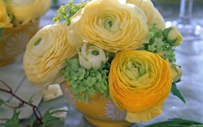 Ранункулус – цвеќе што во вазната ќе остане свежо со денови