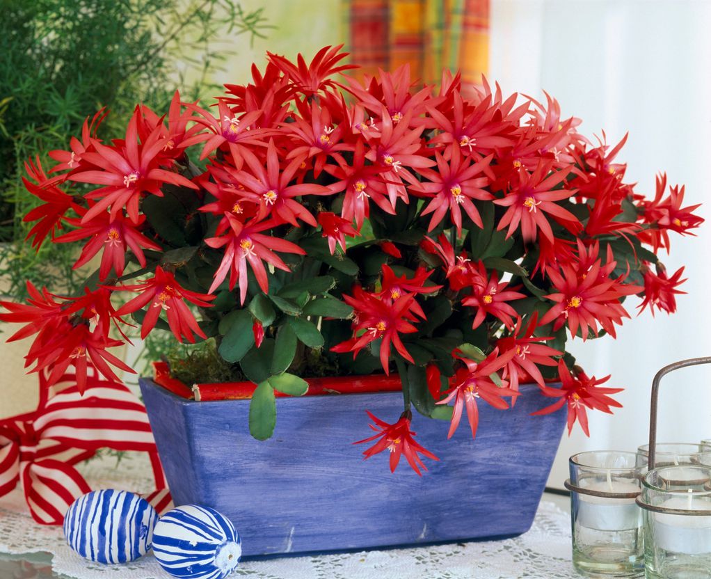 Велигденски кактус – пролетно растение што не бара грижа и внимание