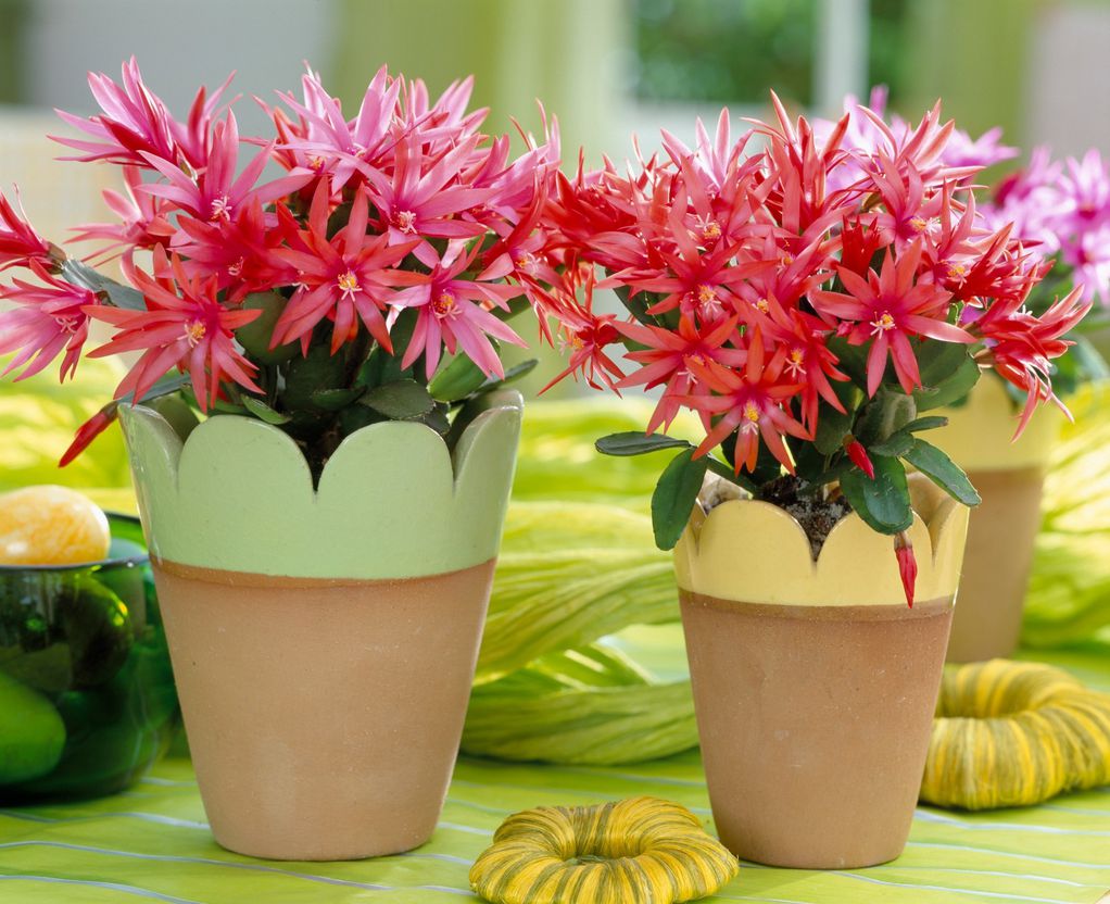 Велигденски кактус – пролетно растение што не бара грижа и внимание