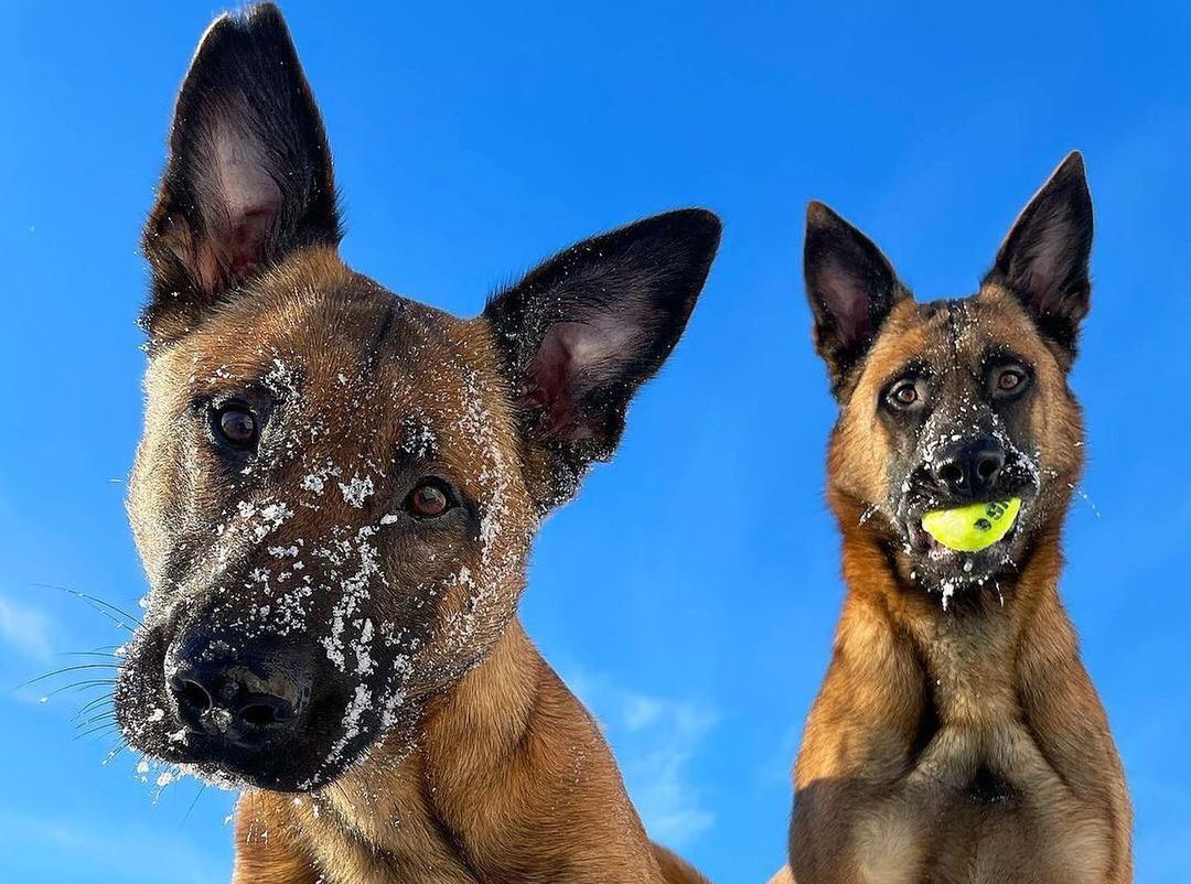 Ова се најздравите раси кучиња во светот