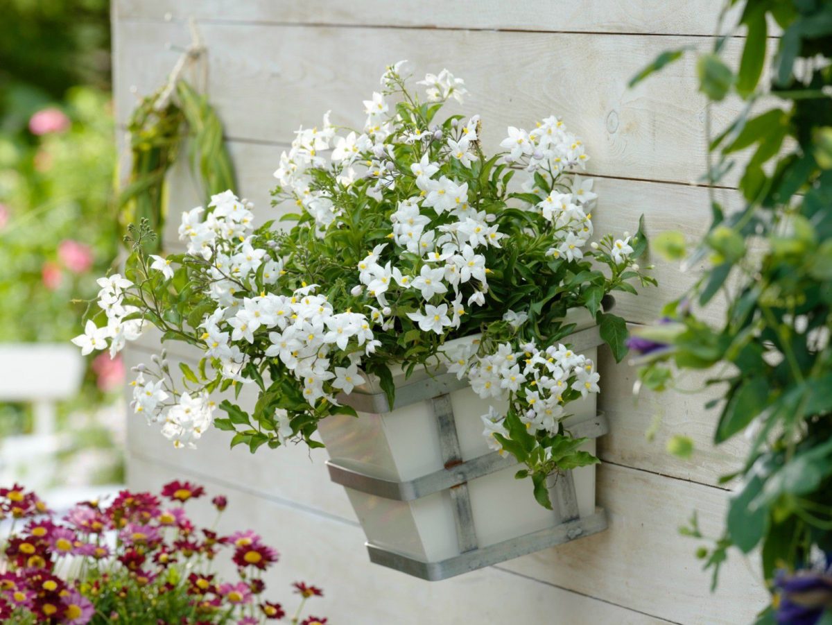 Бел јасмин: Издржлив цвет од кој ќе замириса целата просторија