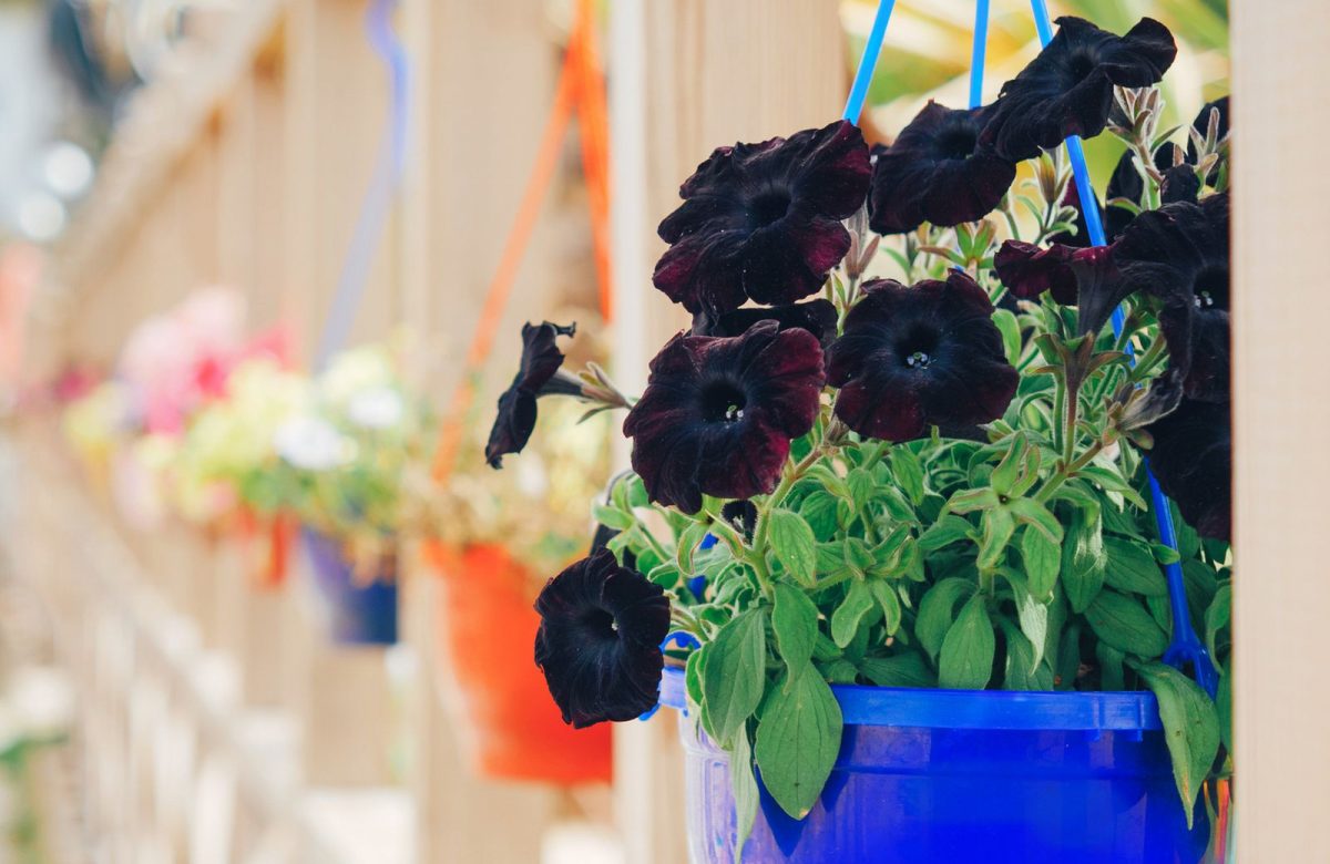 Црна петунија: Кадифено цвеќе што создава прекрасен контраст со разнобојни цвеќиња