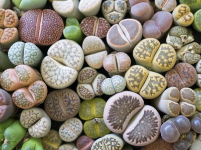 Литопи - прекрасни сукуленти што личат на украсни камчиња