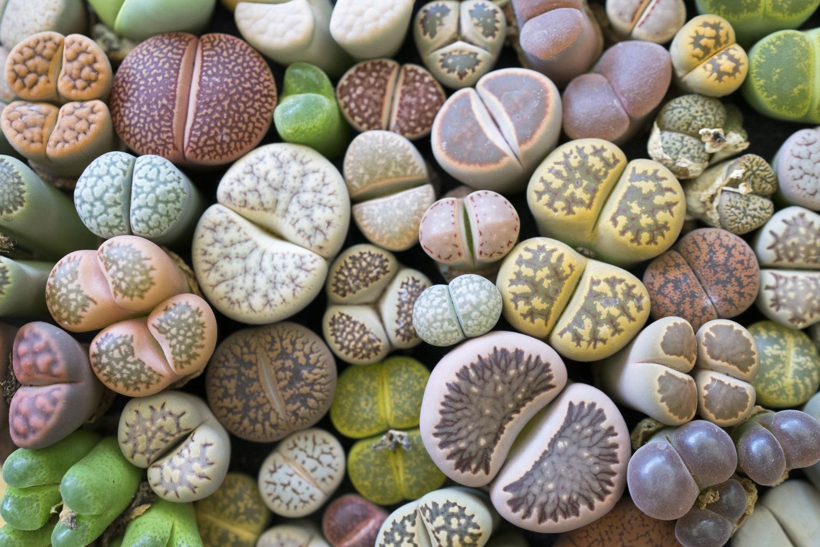 Литопи - прекрасни сукуленти што личат на украсни камчиња