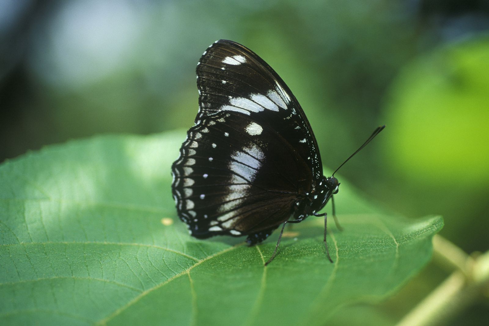 Шарена престолнина: Ова е најголемиот парк на пеперутки во светот 