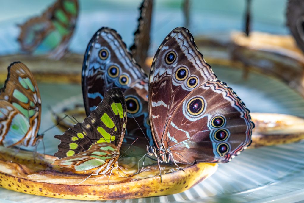 Шарена престолнина: Ова е најголемиот парк на пеперутки во светот 