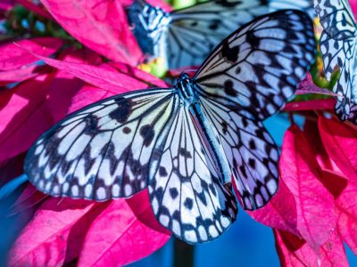 Шарена престолнина: Ова е најголемиот парк на пеперутки во светот