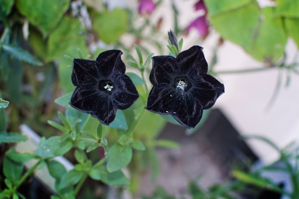 Црна петунија: Кадифено цвеќе што создава прекрасен контраст со разнобојни цвеќиња