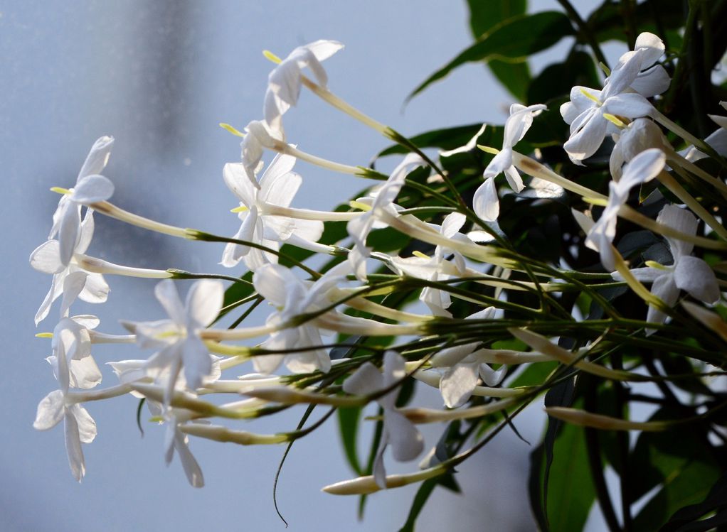 Бел јасмин: Издржлив цвет од кој ќе замириса целата просторија