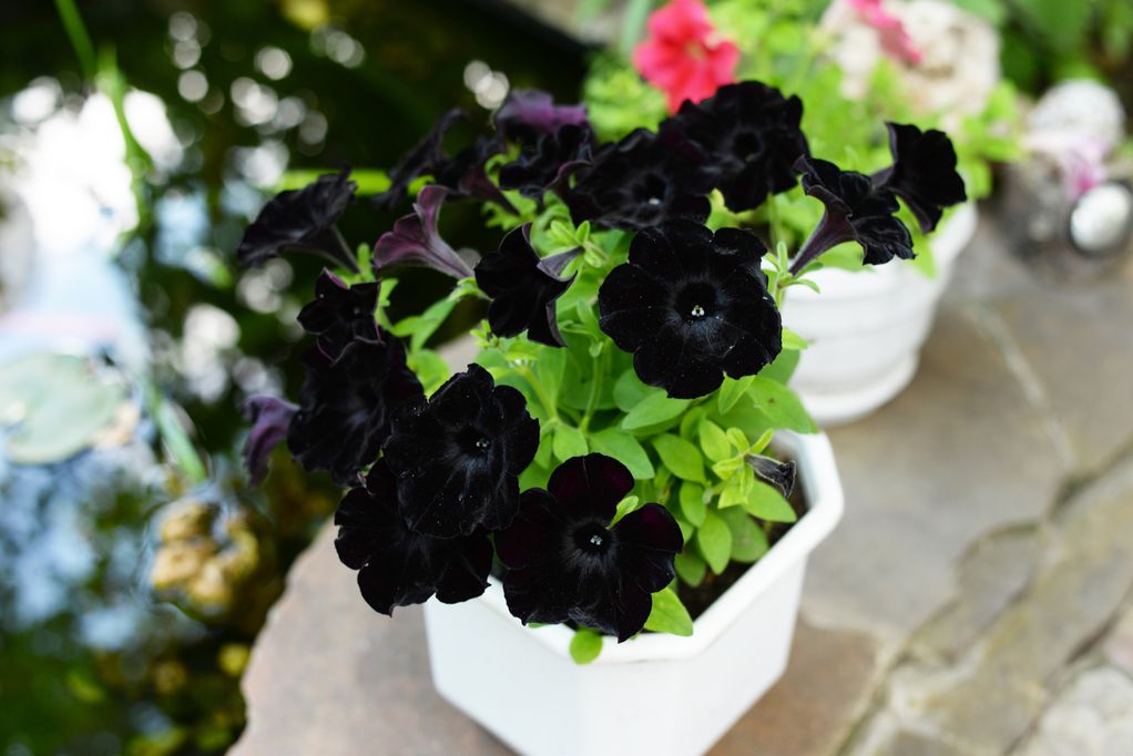 Црна петунија: Кадифено цвеќе што создава прекрасен контраст со разнобојни цвеќиња