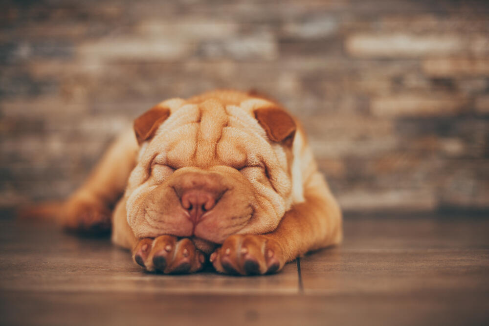 Овие раси кучиња повеќе сакаат да лежат на каучот отколку да бидат надвор