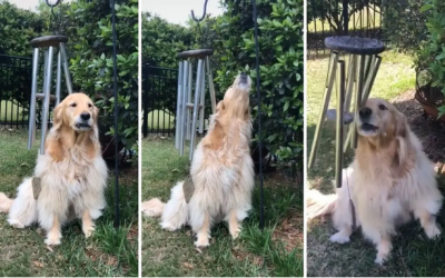 Сензација на ТикТок: Ова куче ужива во звукот на ѕвончињата на ветрот