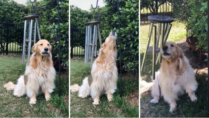 Сензација на ТикТок: Ова куче ужива во звукот на ѕвончињата на ветрот