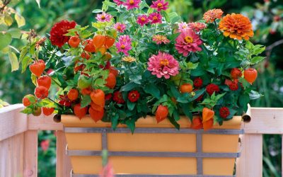 Растенија што можете да ги садите во јуни за вашиот мирислив летен балкон