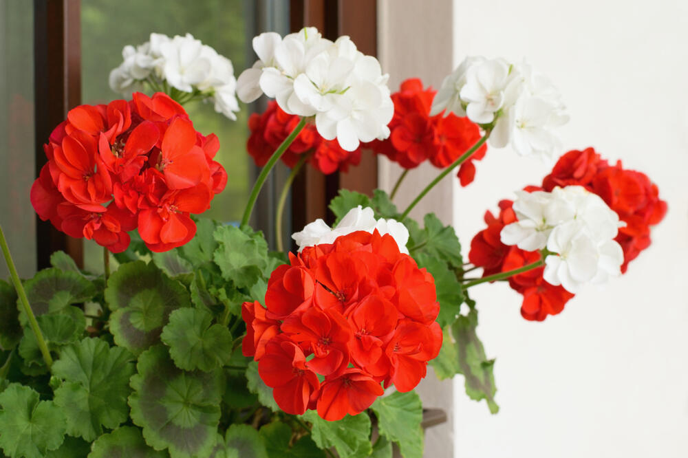 5 цвеќиња што се отпорни на високи температури и цветаат во текот на целото лето