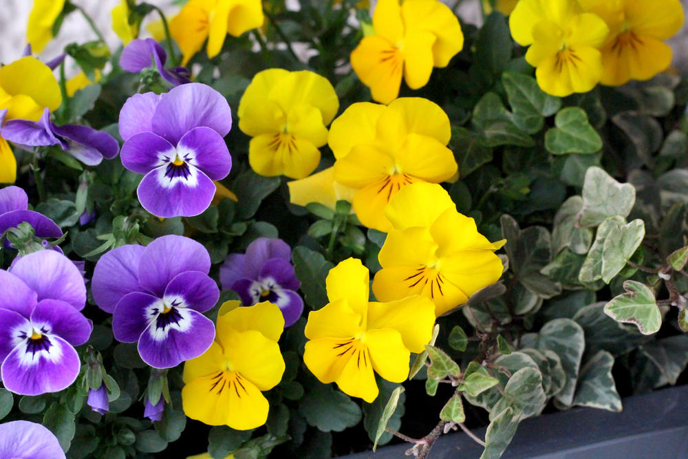 5 цвеќиња што се отпорни на високи температури и цветаат во текот на целото лето