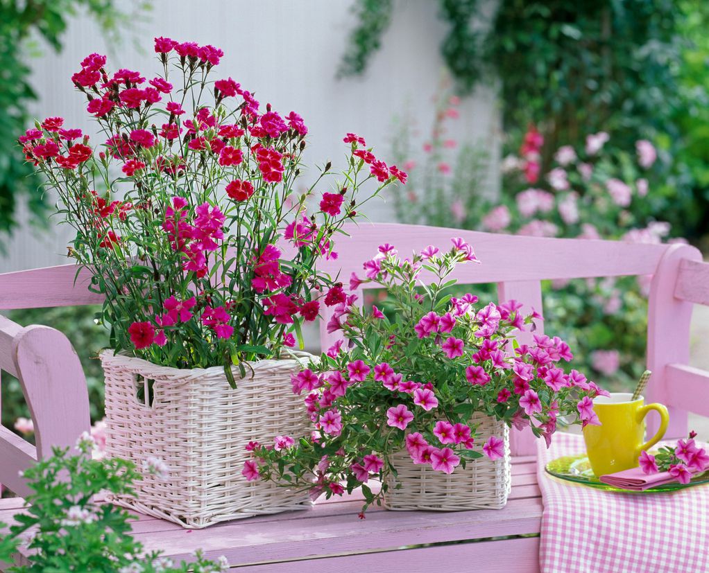 Растенија што можете да ги садите во јуни за вашиот мирислив летен балкон