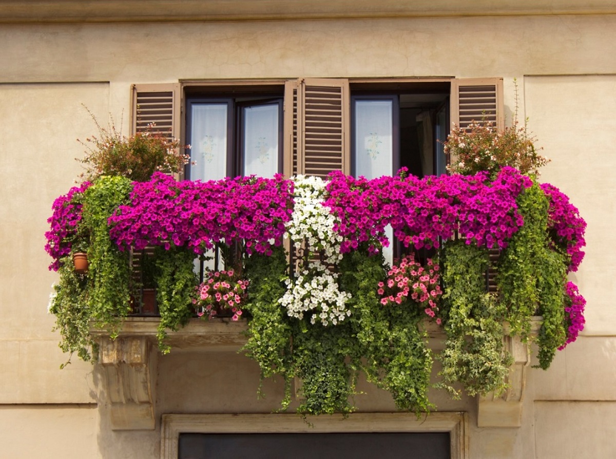 Соодветна грижа: Како вашите растенија на балконот да го преживеат летото?