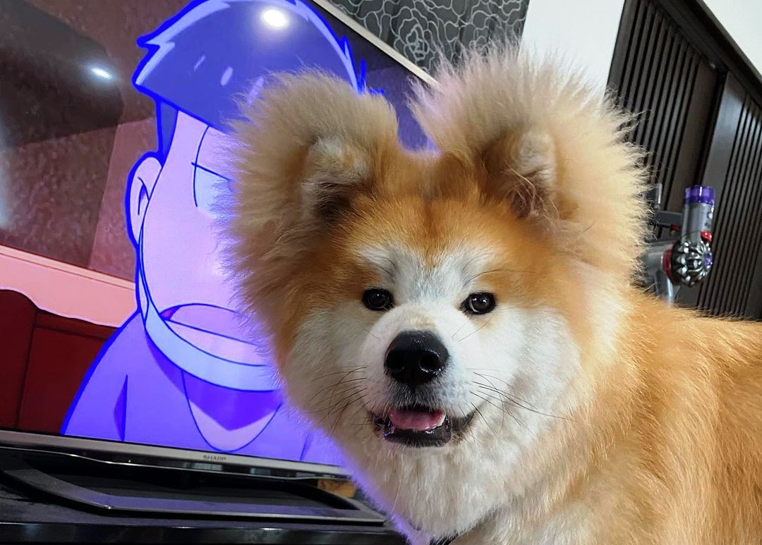 Запознајте го Боб - акита со срцевидно лице и бушави уши