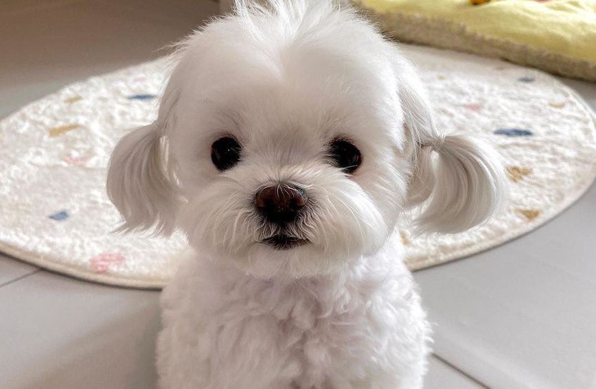 Ова куче изгледа како плишена играчка и има 261 000 обожаватели