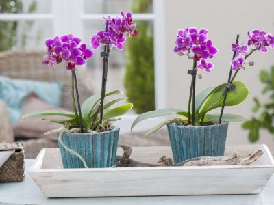 Може да го оштетат коренот на орхидеите: 3 грешки што ги правите во текот на летото