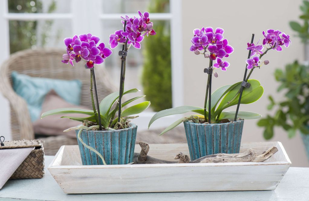 Може да го оштетат коренот на орхидеите: 3 грешки што ги правите во текот на летото