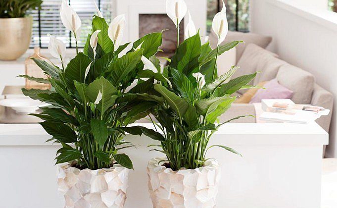 Фенг шуи: 3 растенија кои ќе ја привлечат вашата сродна душа
