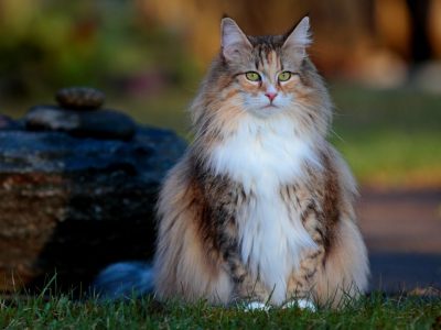Норвешка шумска мачка: Прекрасно милениче кое сака други мачки и кучиња