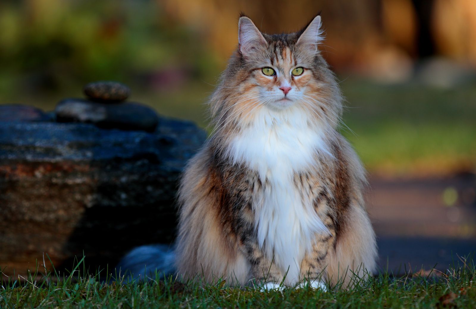 Норвешка шумска мачка: Прекрасно милениче кое сака други мачки и кучиња