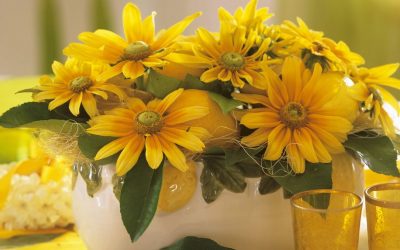 Цвеќиња што цветаат во есен: 4 вида растенија што ќе им успеат и на почетниците