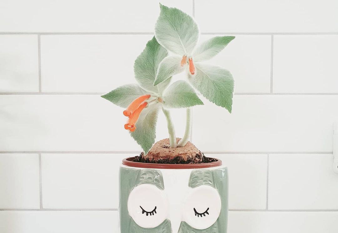 Плишено растение што ќе го украси секој ентериер