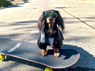 Професионален „скејтер“: Ова куче има необично хоби