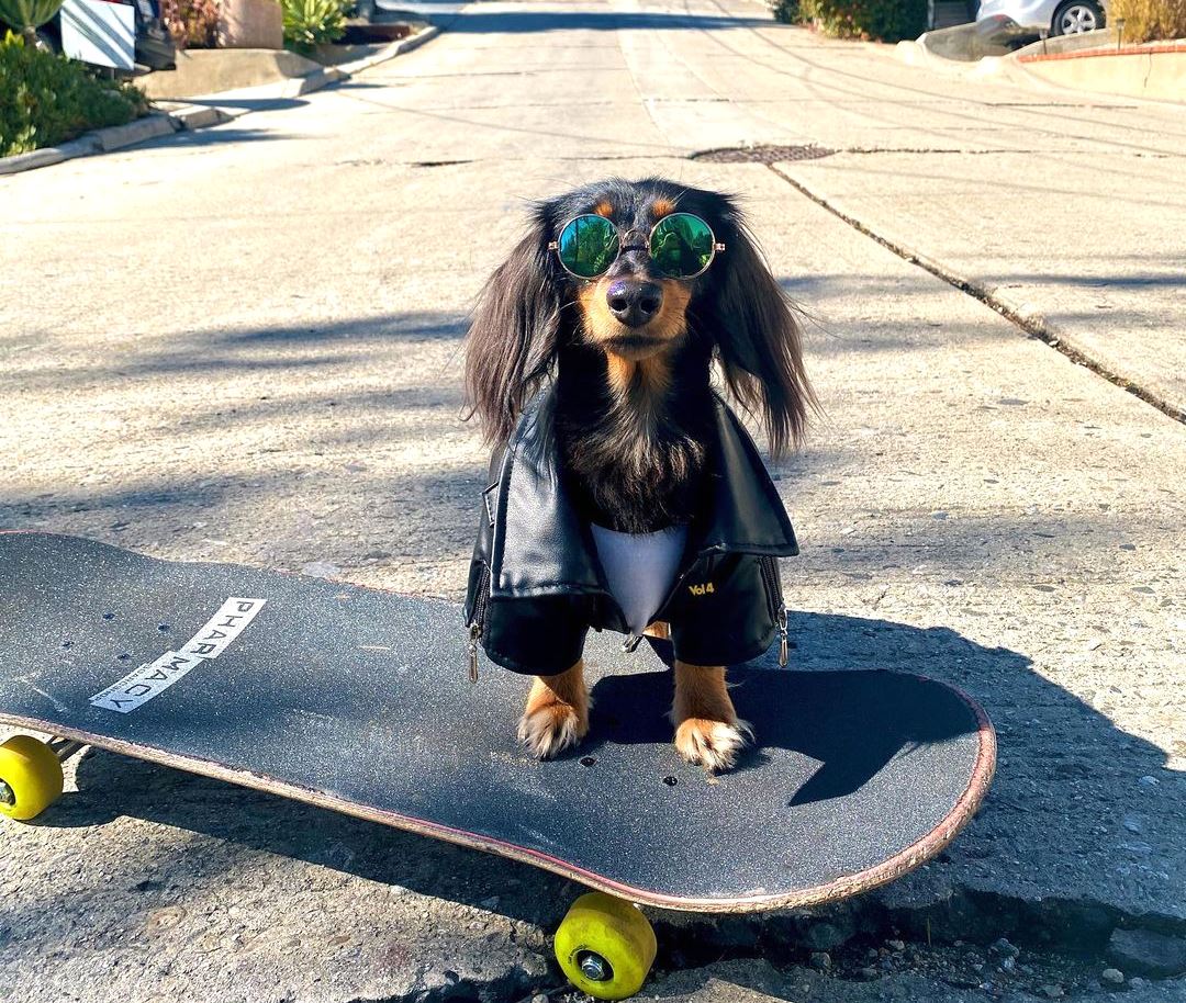 Професионален „скејтер“: Ова куче има необично хоби