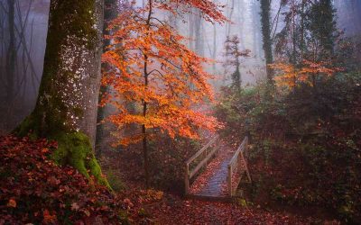 Мистичната убавина на магловита шума во есен доловена преку објектив