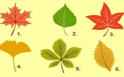 Тест: Изберете есенски лист и откријте нешто повеќе за вашата личност