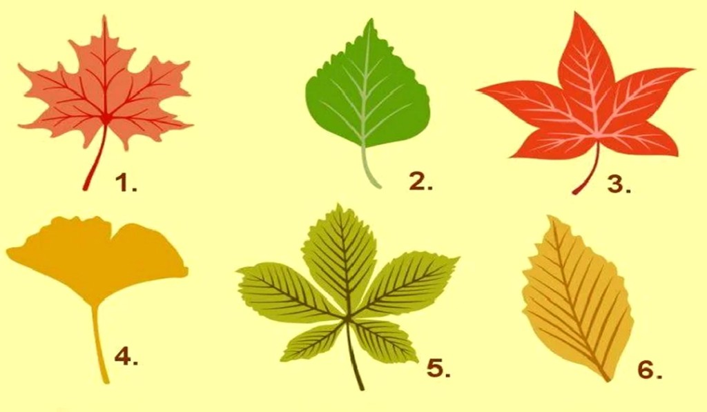 Тест: Изберете есенски лист и откријте нешто повеќе за вашата личност