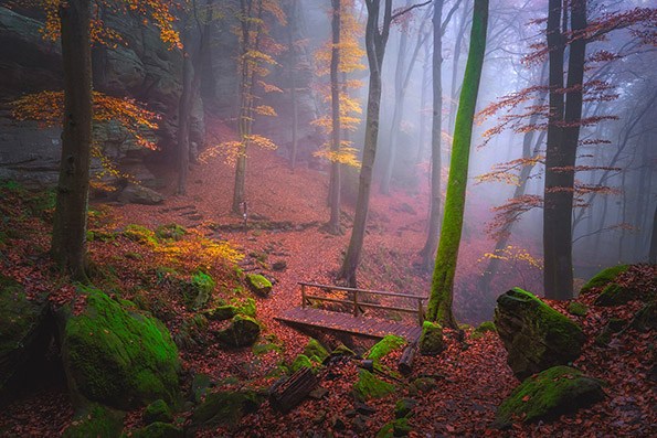 Мистичната убавина на магловита шума во есен доловена преку објектив