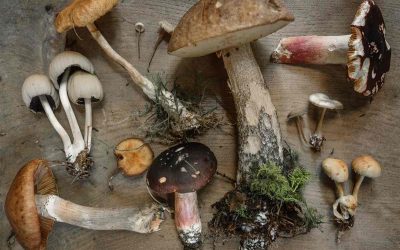 Која е поврзаноста помеѓу печурките и анксиозноста?