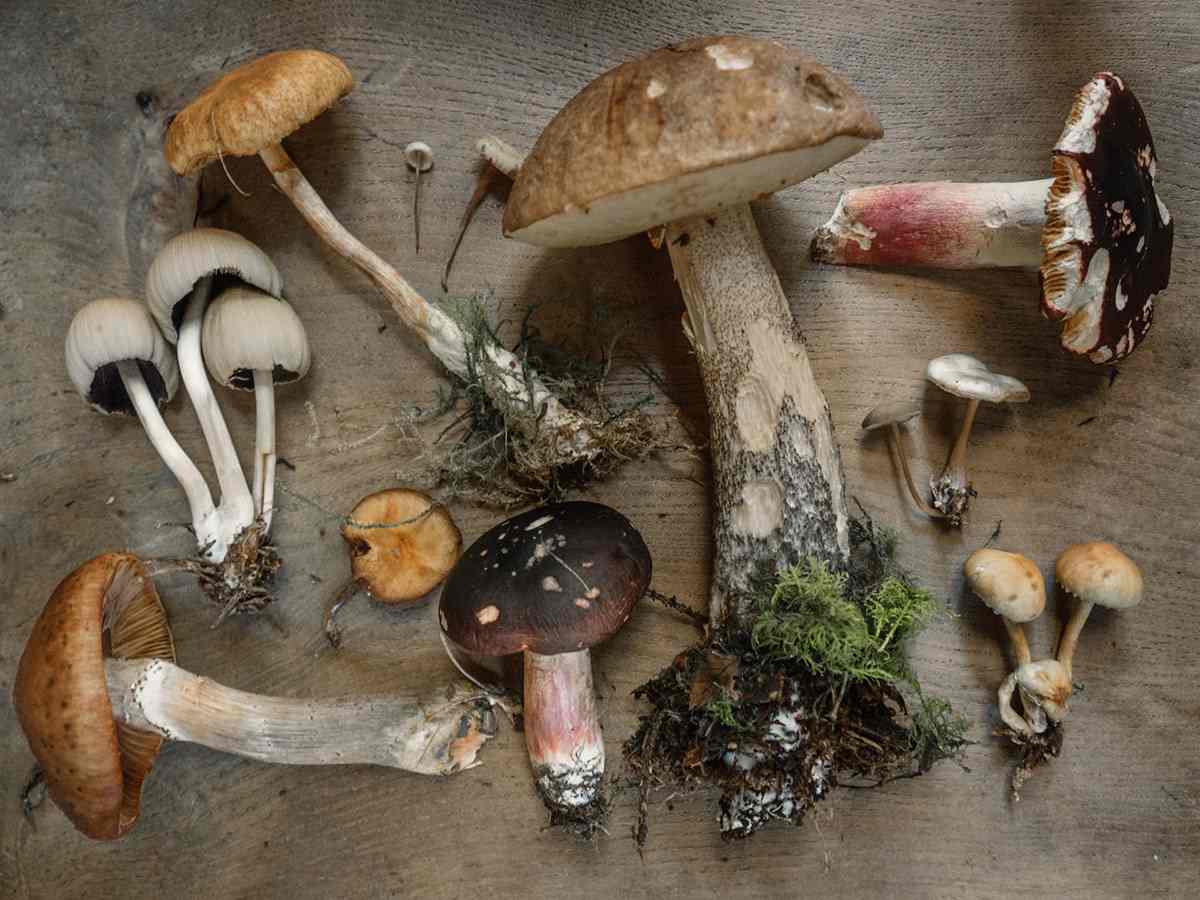 Која е поврзаноста помеѓу печурките и анксиозноста? 