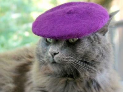 Слатки, мали шапки за мачки со стил!