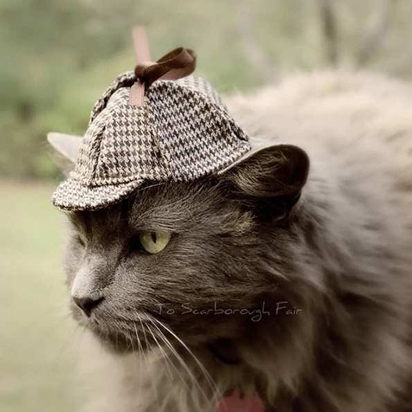 Слатки, мали шапки за мачки со стил! 