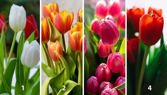 Тест: Омиленото лале ќе ве советува како да го искористите вашиот потенцијал!