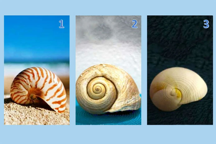 Тест: Омилената школка ви ја посочува насоката која ќе ве одведе до успехот