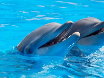 Дали знаевте дека делфините преку сетилото за вкус ги препознаваат своите пријатели?